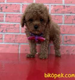 Toy Poodle Red Brown Red Apricot Yavrularımız 3