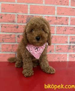 Toy Poodle Red Brown Red Apricot Yavrularımız 5
