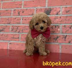 Toy Poodle Red Brown Red Apricot Yavrularımız 4