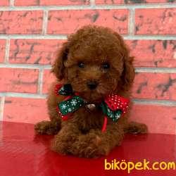 Toy Poodle Red Brown Red Apricot Yavrularımız 1