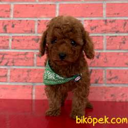 Toy Poodle Red Brown Red Apricot Yavrularımız 2