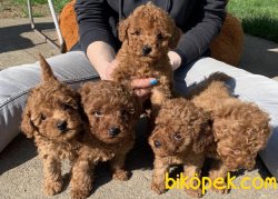 Toy Poodle Red Brown Red Mini Boy Yavrularımız 1