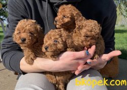 Toy Poodle Red Brown Red Mini Boy Yavrularımız 2