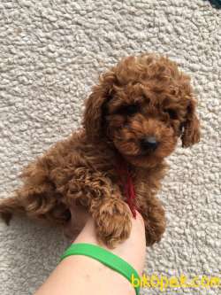Toy Poodle Red Brown Red Yavrular 3