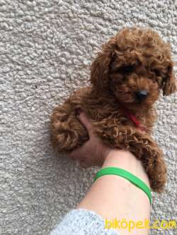 Toy Poodle Red Brown Red Yavrular 2