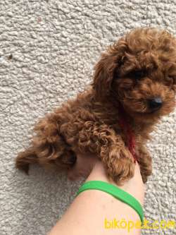 Toy Poodle Red Brown Red Yavrular 4
