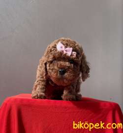Toy Poodle Red Brown Safkan Belgeli Yavrular 1