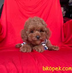 Toy Poodle Red Brown Safkan Belgeli Yavrularımız 3