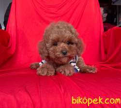 Toy Poodle Red Brown Safkan Belgeli Yavrularımız 4