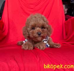 Toy Poodle Red Brown Safkan Belgeli Yavrularımız 5
