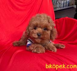 Toy Poodle Red Brown Safkan Belgeli Yavrularımız 1