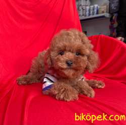 Toy Poodle Red Brown Safkan Belgeli Yavrularımız 2