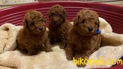 Toy Poodle Red Brown Safkan Belgeli Yavrularımız 1