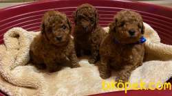 Toy Poodle Red Brown Safkan Belgeli Yavrularımız 3