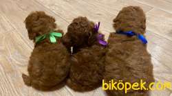 Toy Poodle Red Brown Safkan Belgeli Yavrularımız 2
