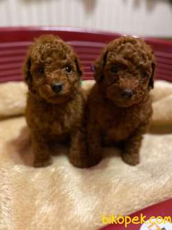 Toy Poodle Red Brown Safkan Belgeli Yavrularımız 4