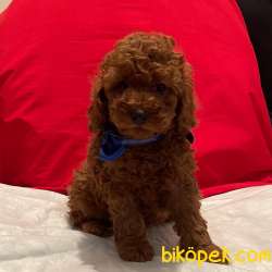 Toy Poodle Red Brown Safkan Irkın En Özel Renk Yavruları 2