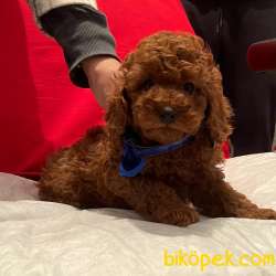 Toy Poodle Red Brown Safkan Irkın En Özel Renk Yavruları 1