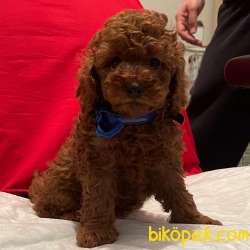Toy Poodle Red Brown Safkan Irkın En Özel Renk Yavruları 3