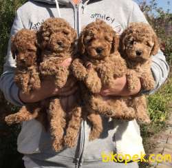 Toy Poodle Red Brown Safkan Mini Belgeli Yavrular 5