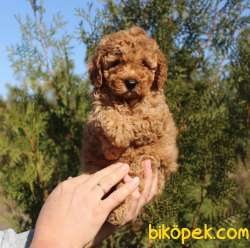 Toy Poodle Red Brown Safkan Mini Belgeli Yavrular 3