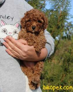 Toy Poodle Red Brown Safkan Mini Belgeli Yavrular 1
