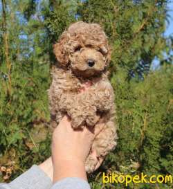Toy Poodle Red Brown Safkan Mini Belgeli Yavrular 2