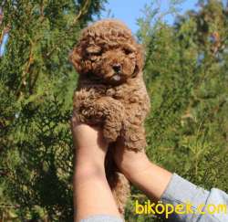 Toy Poodle Red Brown Safkan Mini Belgeli Yavrular 4