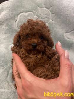Toy Poodle Red Brown Safkan Mini Yavrularımız 4