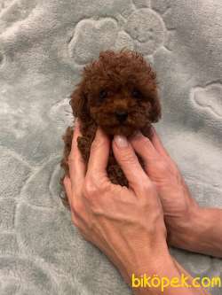 Toy Poodle Red Brown Safkan Mini Yavrularımız 2