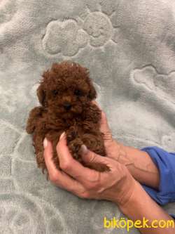Toy Poodle Red Brown Safkan Mini Yavrularımız 5