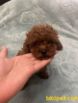 Toy Poodle Red Brown Safkan Mini Yavrularımız 1