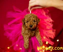 Toy Poodle Red Brown Safkan Yavrularımız 3