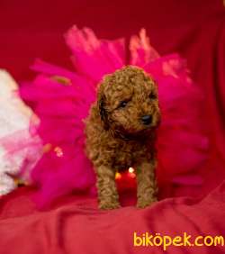 Toy Poodle Red Brown Safkan Yavrularımız 4