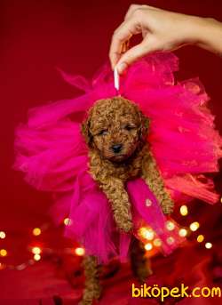 Toy Poodle Red Brown Safkan Yavrularımız 1