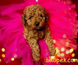 Toy Poodle Red Brown Safkan Yavrularımız 2