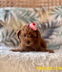 Toy Poodle Red Brown Teacup Yavrular 2