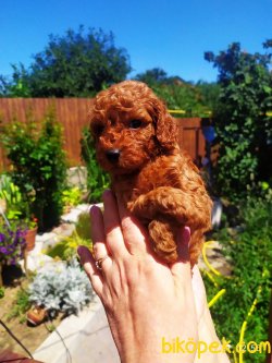 Toy Poodle Red Brown Teacup Yavrular 4