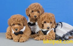 Toy Poodle Red Brown Teacup Yavrularımız 3