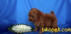 Toy Poodle Red Brown Teacup Yavrularımız 2