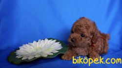 Toy Poodle Red Brown Teacup Yavrularımız 1