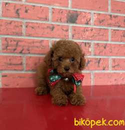Toy Poodle Red Brown Teacup Yavrularımız 2