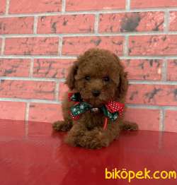 Toy Poodle Red Brown Teacup Yavrularımız 4