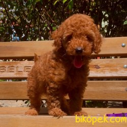 Toy Poodle Red Brown Teacup Yavrumuz 1