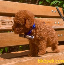 Toy Poodle Red Brown Teacup Yavrumuz 3