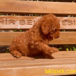Toy Poodle Red Brown Teacup Yavrumuz 2