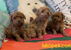 Toy Poodle Red Brown Ve Her Renk Yavrularımız Mevcuttur 4