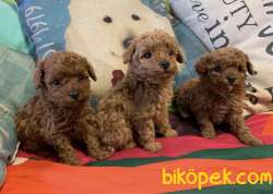 Toy Poodle Red Brown Ve Her Renk Yavrularımız Mevcuttur 5