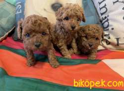 Toy Poodle Red Brown Ve Her Renk Yavrularımız Mevcuttur 2