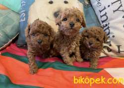 Toy Poodle Red Brown Ve Her Renk Yavrularımız Mevcuttur 1